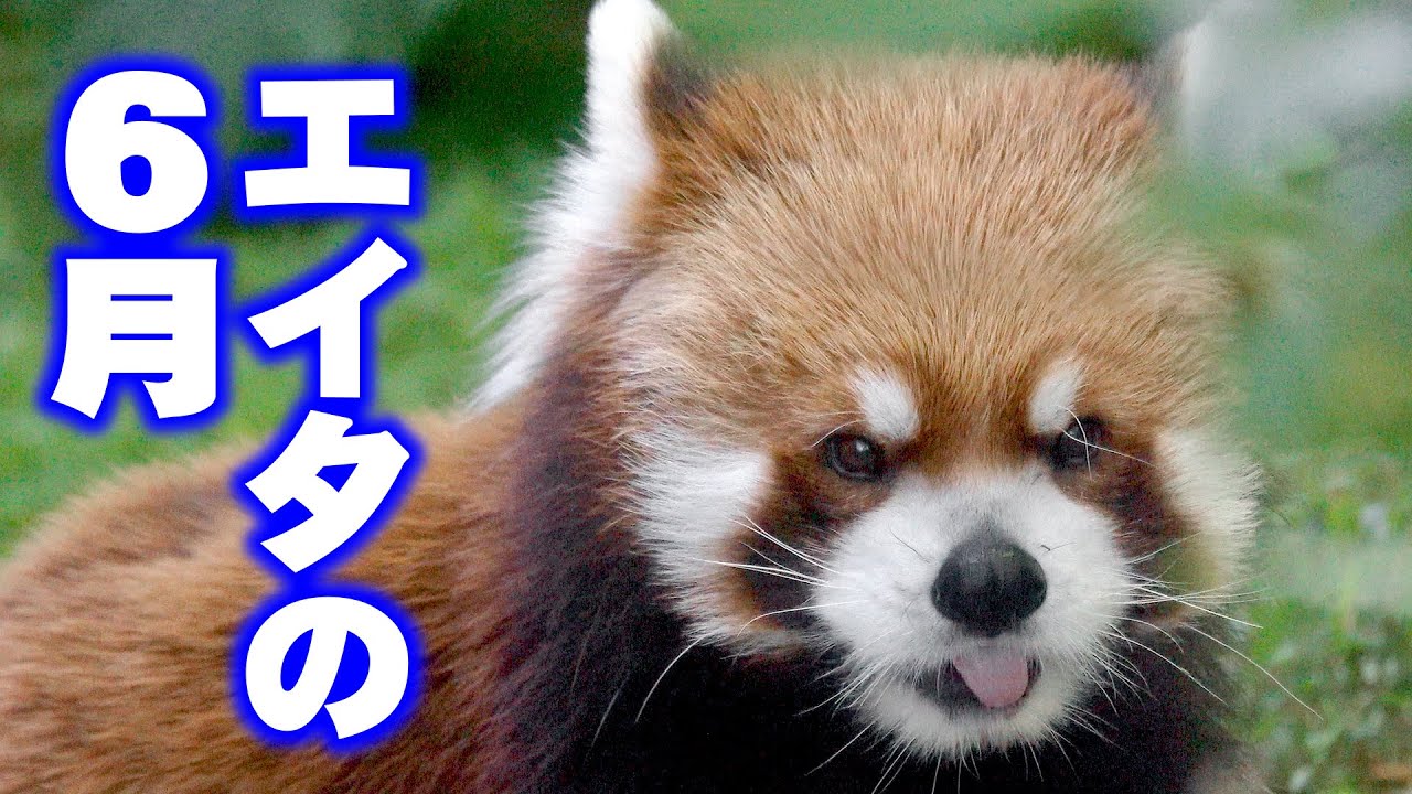 円山動物園のレッサーパンダ】エイタの6月 Red Panda EITA at Maruyama