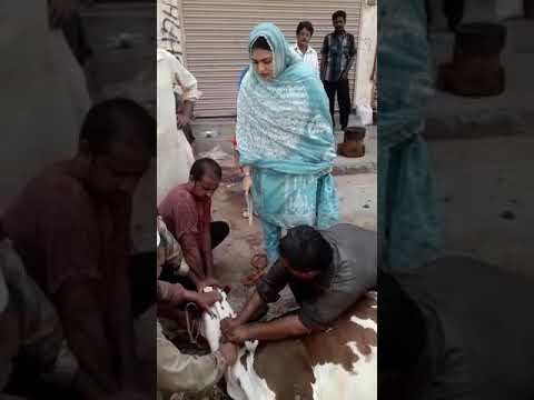 Women doing cow qurbani 2020.عورت گائے کی قربانی کرتے۔ہوئے۔