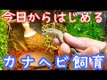 【🔰こども・初心者🔰向け】カナヘビ飼育の基本知識と最低限必要な飼育用品🦎