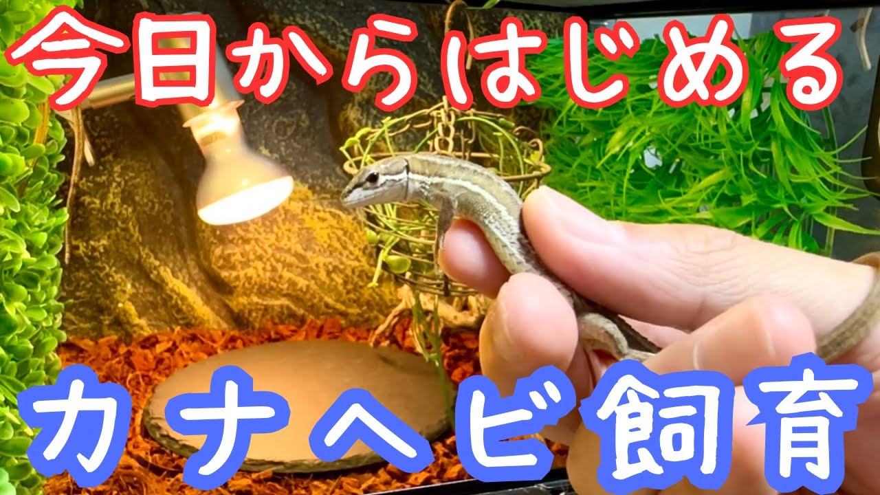 【🔰こども・初心者🔰向け】カナヘビ飼育の基本知識と最低限必要な飼育用品🦎
