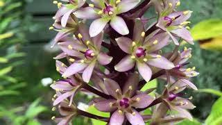 Divide and Repot Eucomis   The Pineapple Lily