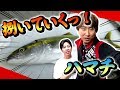 【きまぐれクック×森脇TV】釣りたて！超！新鮮なハマチを捌いてみた！