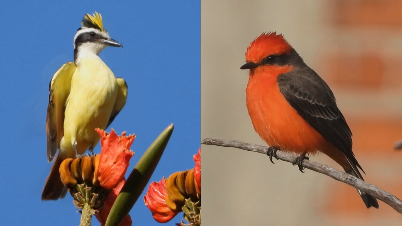 Tyrant Flycatchers of Mexico: 20 species with their songs or calls.