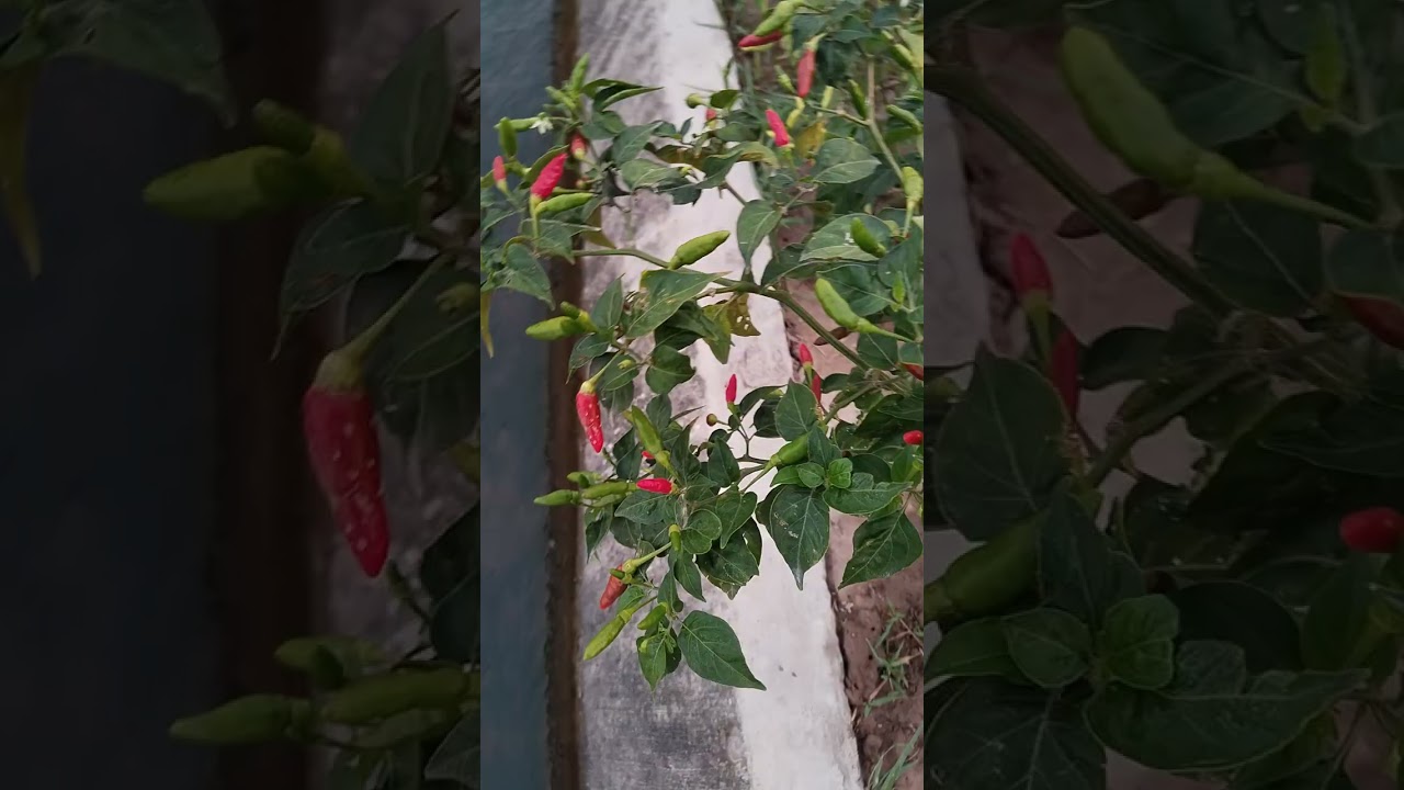 Pianchannal@เย็นนี้มาเก็บพริกขี้หนูสวนสุกไปแกงจ้าว่าจะเก็บหลายวันแล้วแต่ไม่ได้เก็กสักทีวันนี้เลยเก็บ