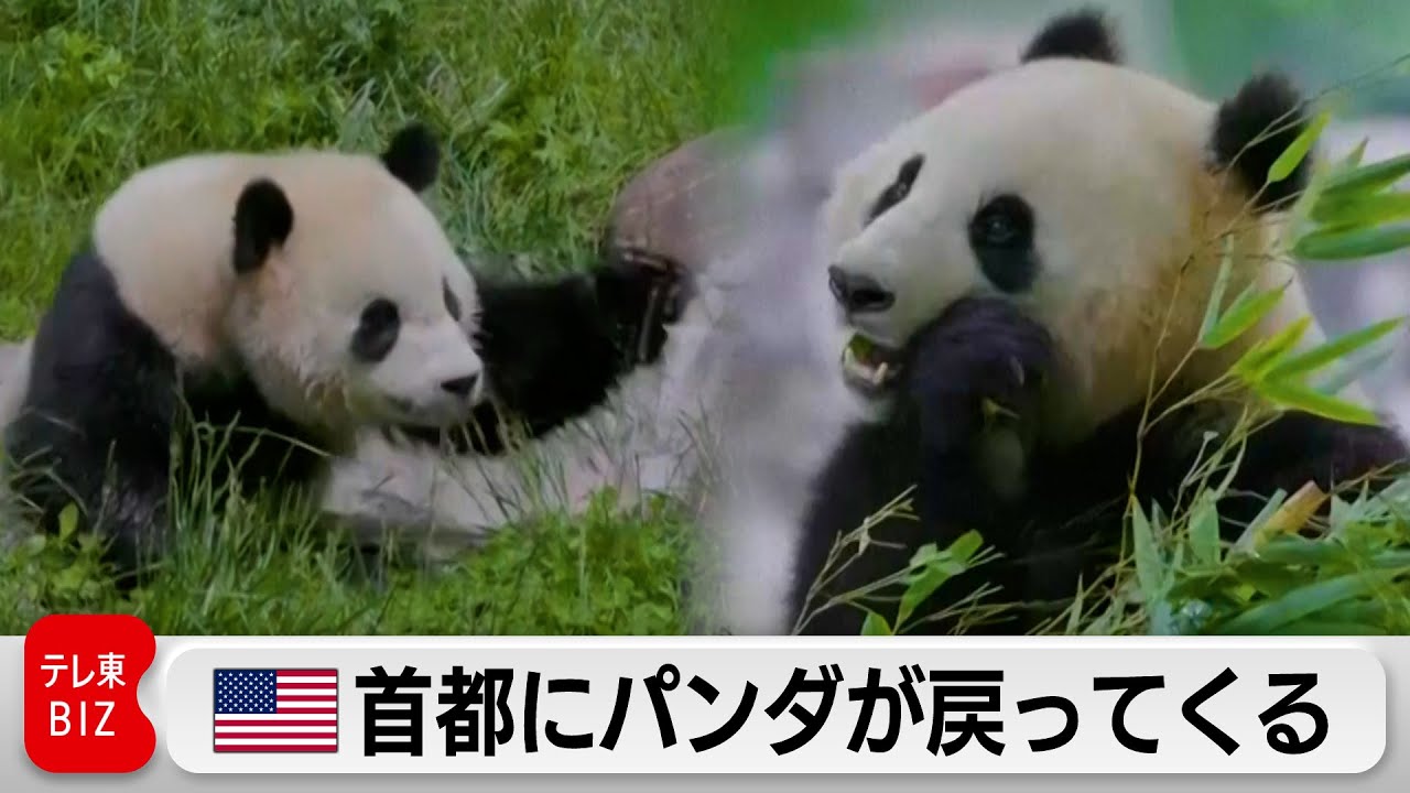 ワシントンに中国から年内にパンダ2頭 - YouTube