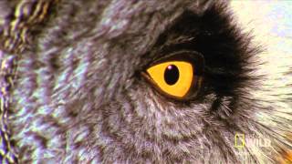 World's Deadliest   Super Hearing Helps Owl Hunt
