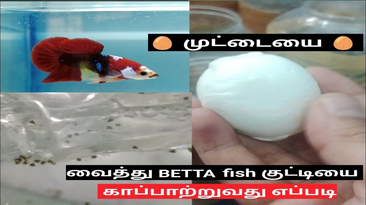 betta fish food in tamil 🥚 betta fry food boiled egg yolk முட்டையை வைத்து பைட்டர் குட்டியை காப்பாற
