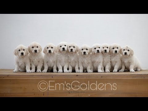 Video: Verharen golden retriever-puppy's?