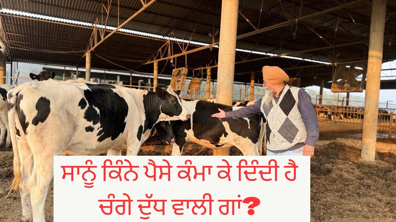 PROFIT & LOSS  OF HF COW | AULAKH DIARY FARM | RAMPURA PHUL | BATHINDA | PUNJAB |