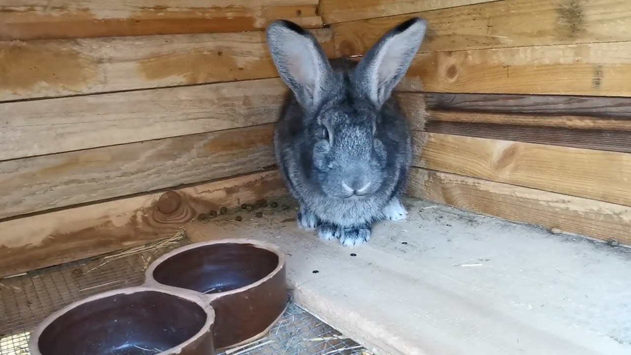 Králik... Výhody a nevýhody podlah... (rošty,lino,pletivo) 