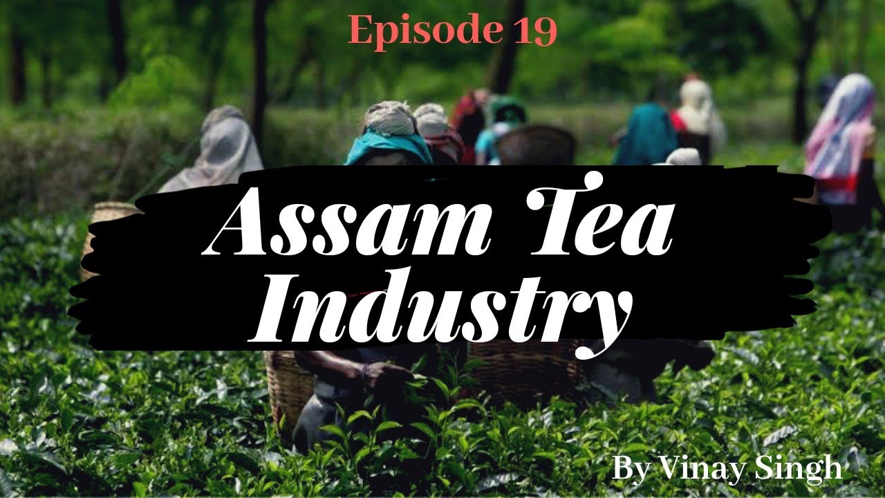 Assam Tea Industry in detail YouTube