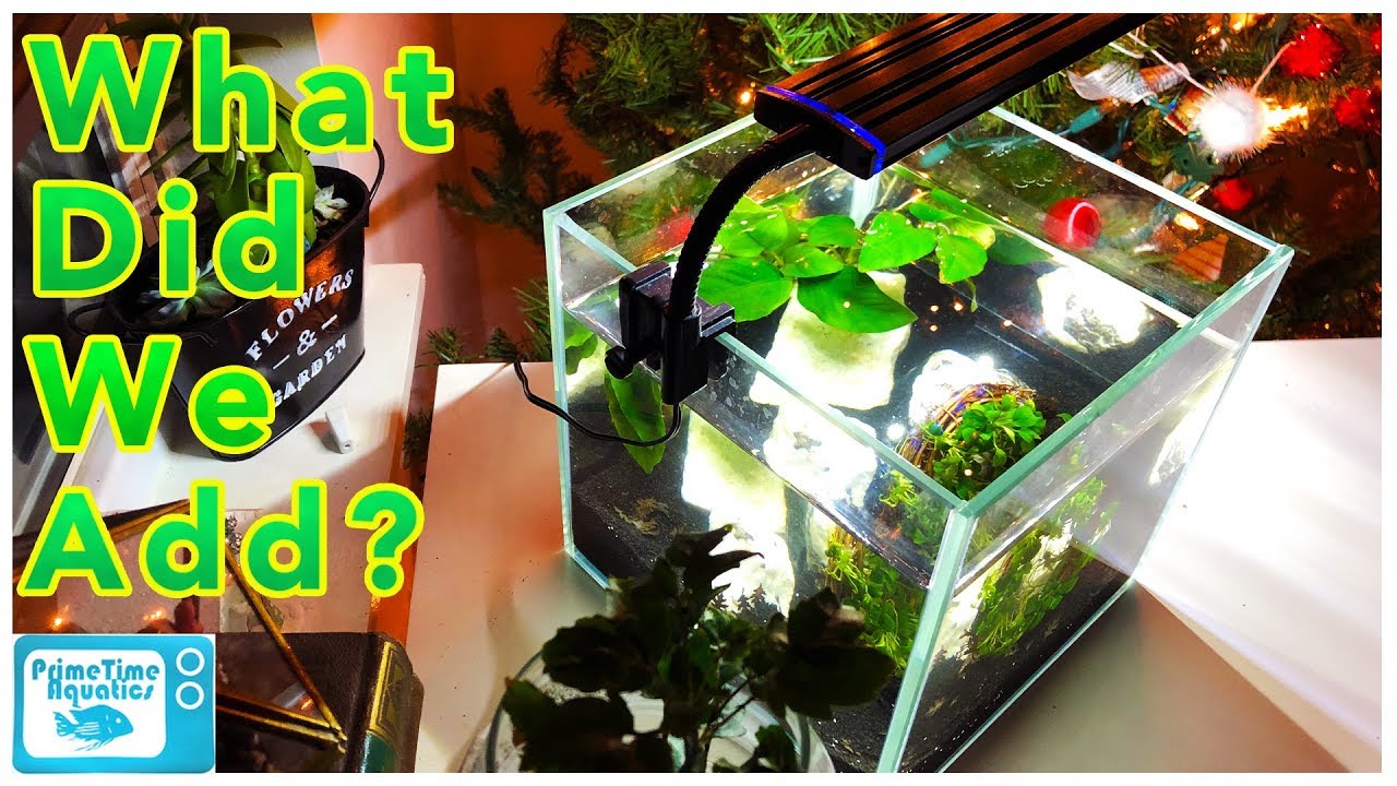 A REALLY Fun Aquascaping Idea! Something You Probably Haven't Seen Before!