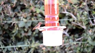 Como hacer un bebedero para colibríes.