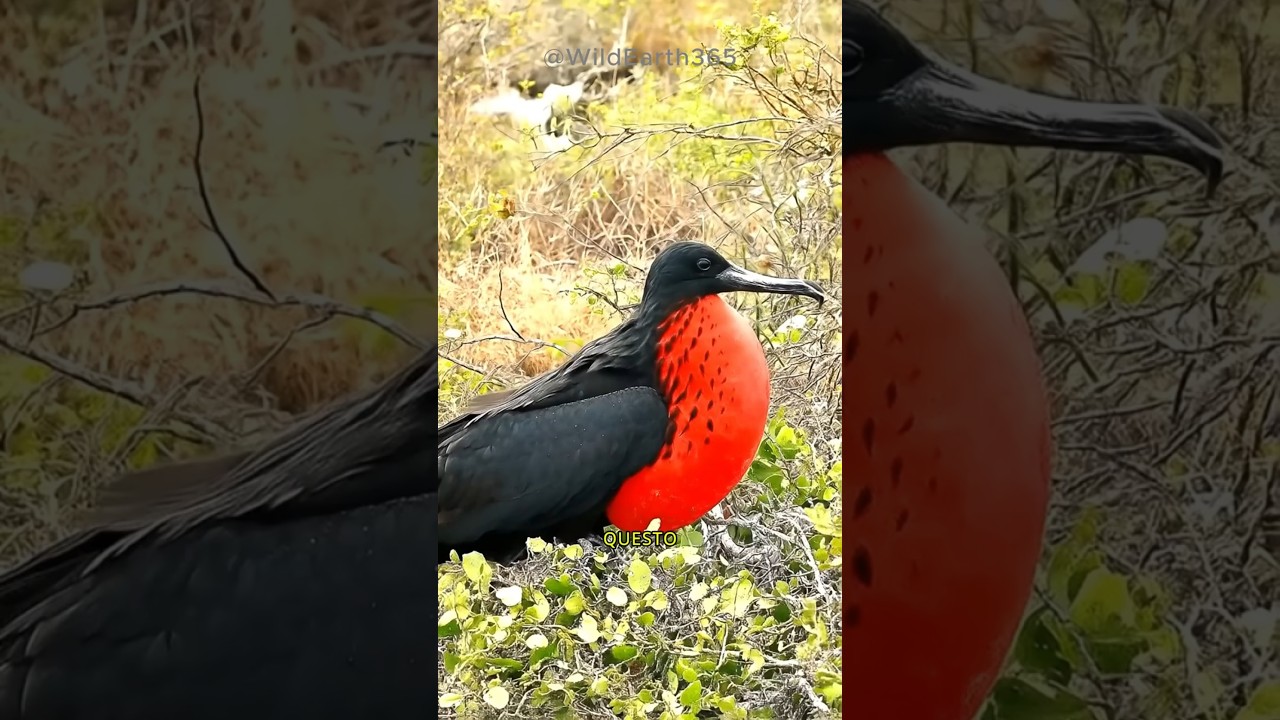 IL RITUALE DELLA FREGATA