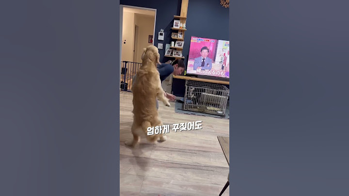 반려견 리트리버 서열 정리 실패 #shorts