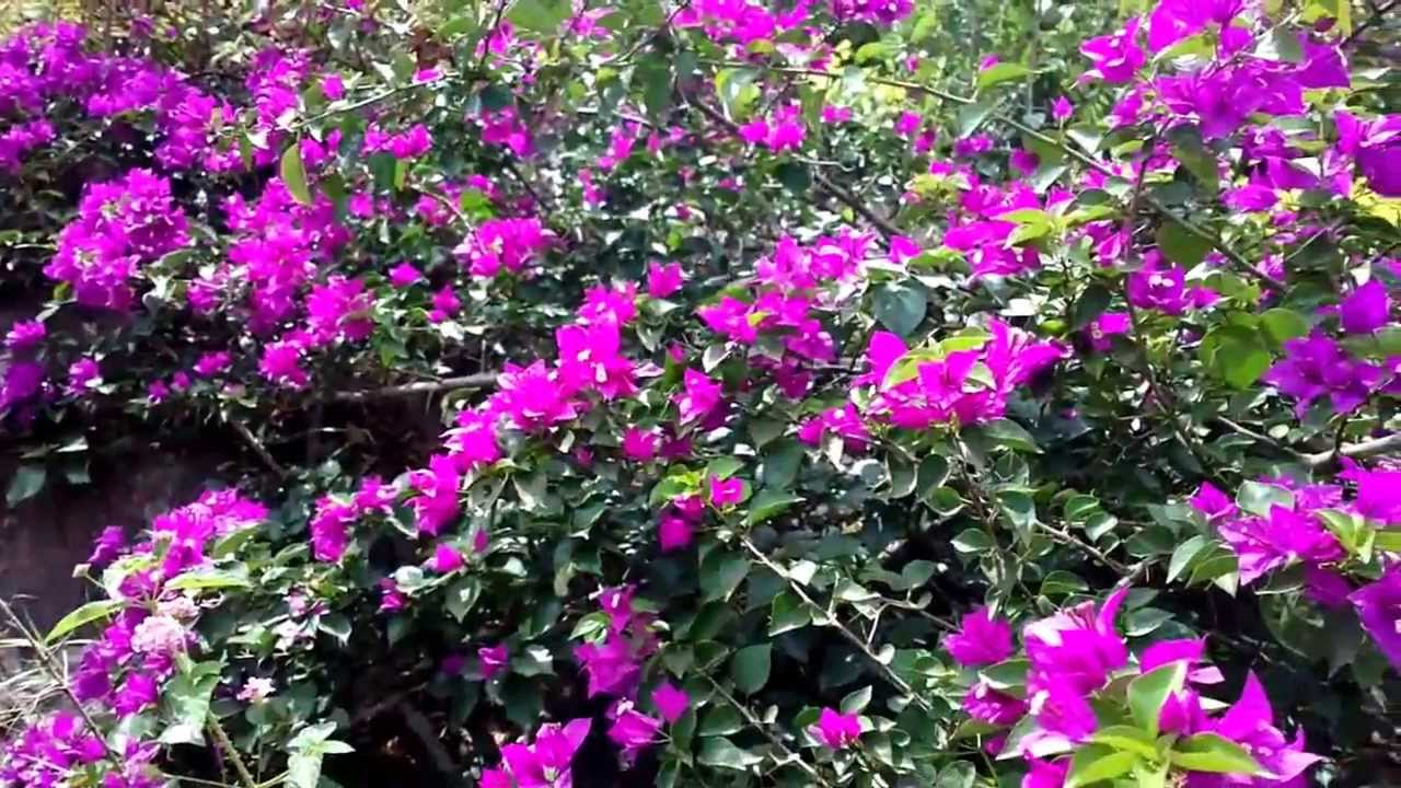 Sony Xperia C C2305 Review