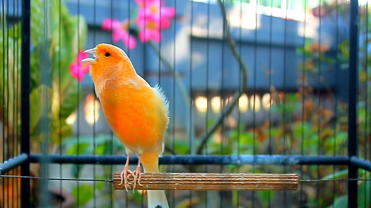 Canto lindo em HD do canário-belga — perfeito para treinar e estimular o acasalamento! VII
