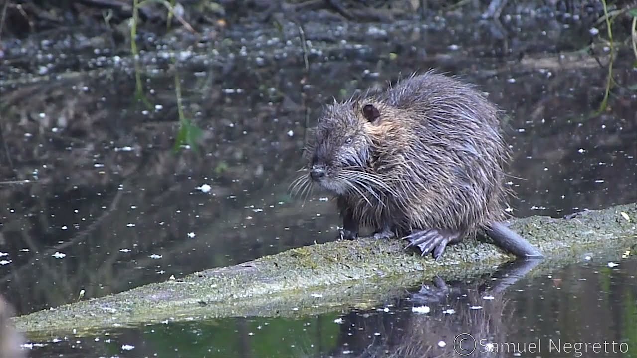 Le Rat musqué symbolisme