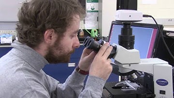 How to use the compound light microscope  (Olympus CX31)
