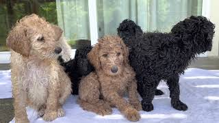 Puget Sound Standard Poodles Just Add Water by Puget Sound Standard Poodles 473 views 2 years ago 3 minutes, 55 seconds