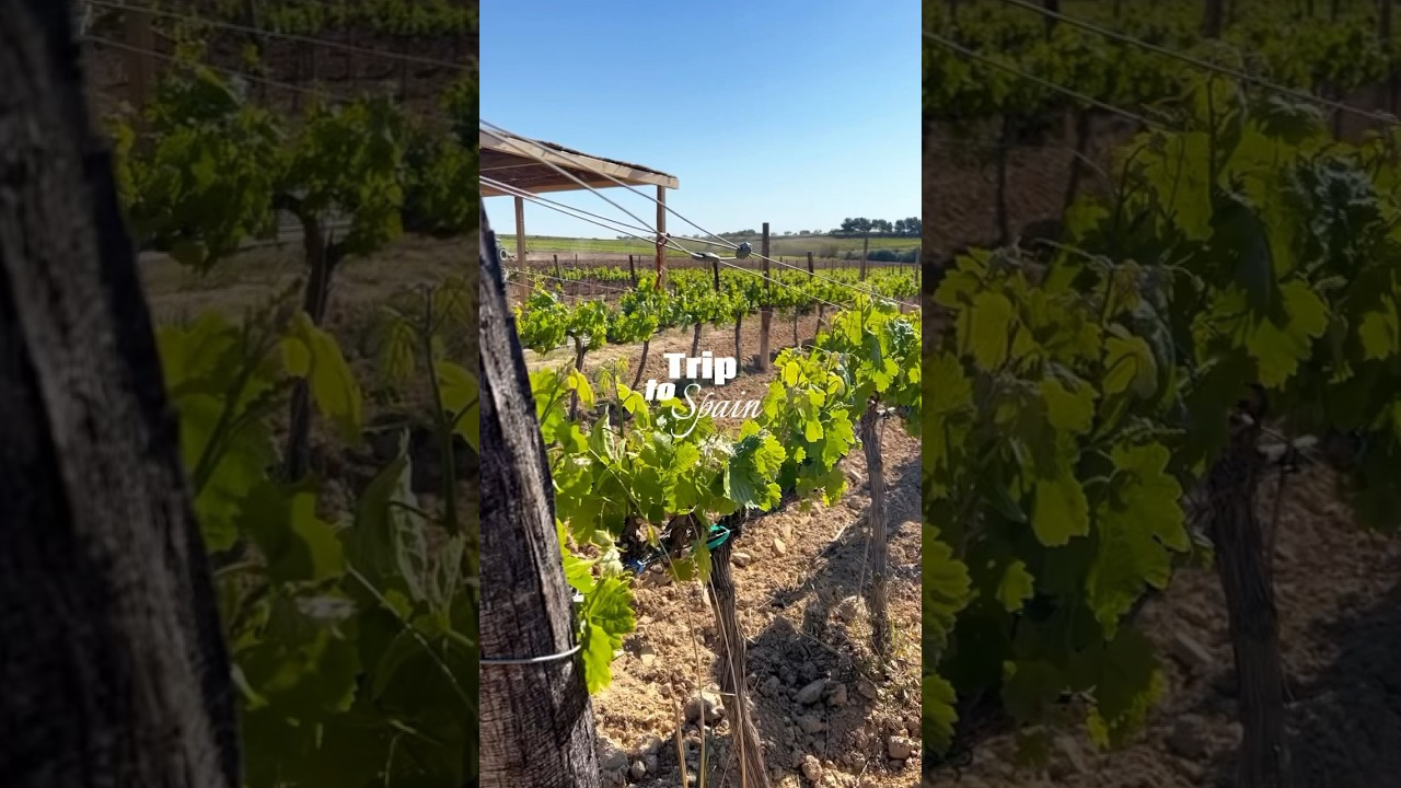 Master Internationales Weinmarketing auf Exkursion in Spanien 