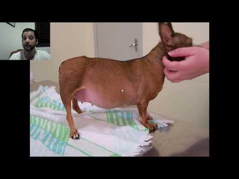 Vídeo: Deficiência De Mielina Em Cães
