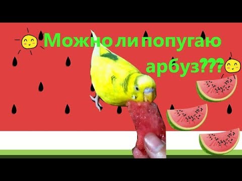 Можно ли волнистому попугаю арбуз? Чем то полезен? Как давать арбуз? #Птицы