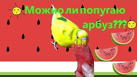 Можно ли волнистому попугаю арбуз? Чем то полезен? Как давать арбуз? #Птицы