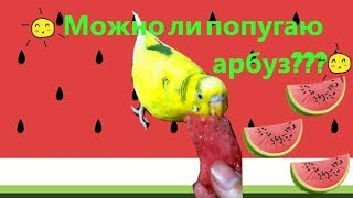 Можно ли волнистому попугаю арбуз? Чем то полезен? Как давать арбуз? #Птицы Можно ли волнистому попугаю арбуз? Чем то полезен? Как давать арбуз? #Птицы