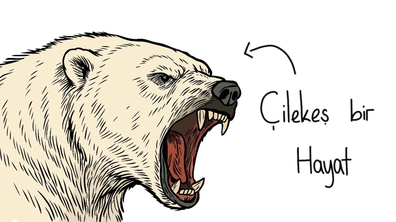 Eğer Bir Kutup Ayısı Olarak Doğsaydın?