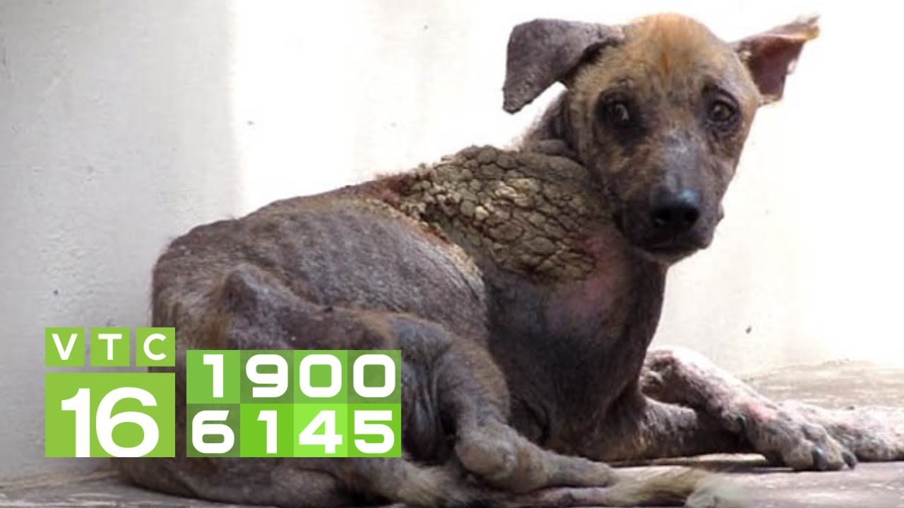 Chó Bị Viêm Da: Chó bị viêm da tắm lá gì? Cách điều trị