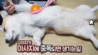 무슨 개가 마사지를 좋아해..자기가 사람인줄앎🐶ㅣ웰시코기ㅣ아리ㅣ아리둥절