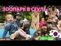 Сеульский зоопарк/Korea vlog