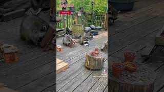 Raccoon Cubs At The Daycare, Peanut Butter Club , By R Conyard