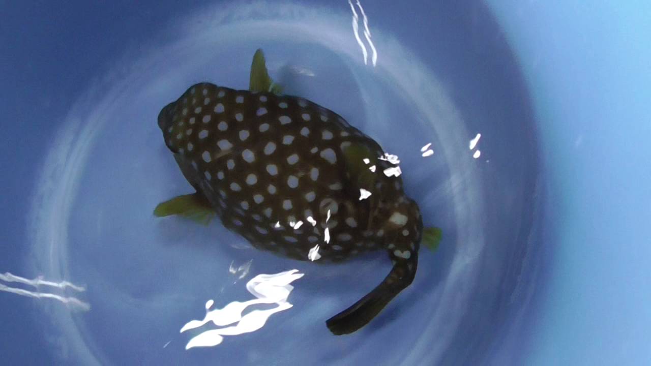 ハコフグは毒素を分泌するため他の魚と一緒に飼育が出来ません Youtube