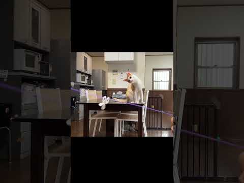 首取れちゃうよ? #保護猫 #ねこ