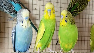3 Hr Budgies Chirping Talking Singing Parakeets Sounds Reduce Stress , Relax to Nature Bird Sound