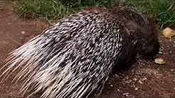 Interesting facts about Indian crested porcupine by weird square