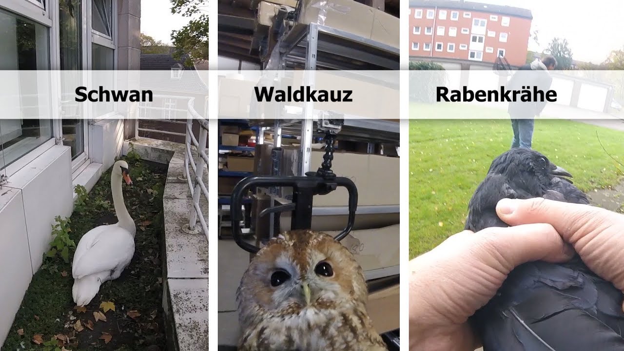 Schwan... Waldkauz... Rabenkrähe - Tiernotruf #124