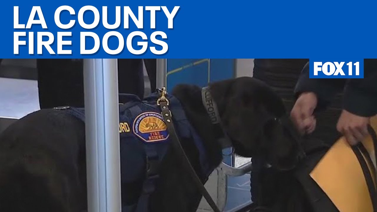 LA Co. Fire K9 teams activated to assist in Texas flooding | FOX 11 LA ...