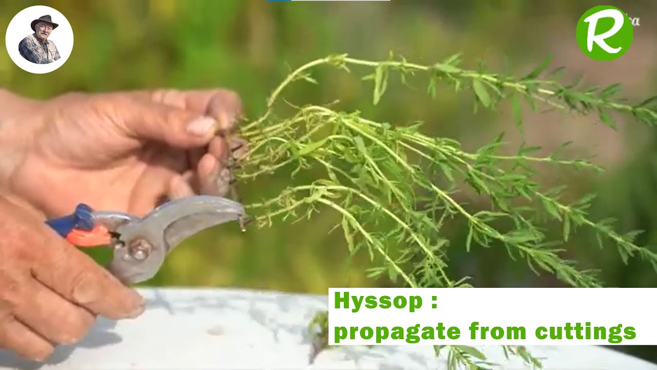 Hyssop (Hyssopus officinalis) : Propagation through cuttings