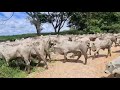 Soltando a boiada do confinamento no pasto