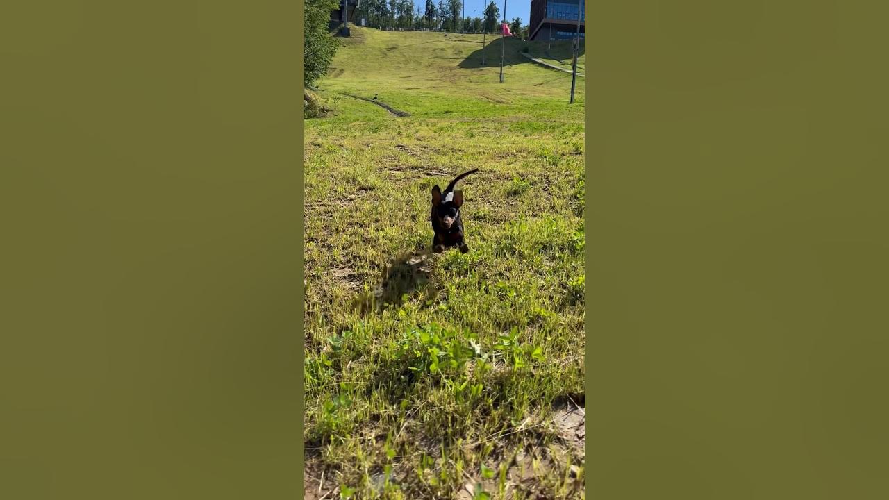 Летающая мышка🦇#цвергпинчерджесси #jessieandjenny #цвергпинчер #собака ...