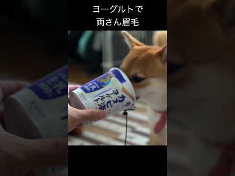 ASMR【柴犬小夏】ヨーグルトで両さん眉毛 #神戸 #shibaken #dog #柴犬 #japan #柴犬のいる暮らし