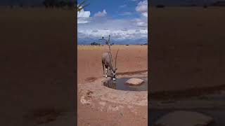 Mighty Oryx Horns in the Namib Desert
The king arrives.
This massive bull oryx shows off horns that reach for the heavens. 👑
Experience Namibia: https://gondwana.travel Mighty Oryx Horns in the Namib Desert