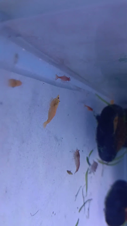 #Shrimps available at Water World Fish Aquarium Shop| Sstick date 26-06-25|