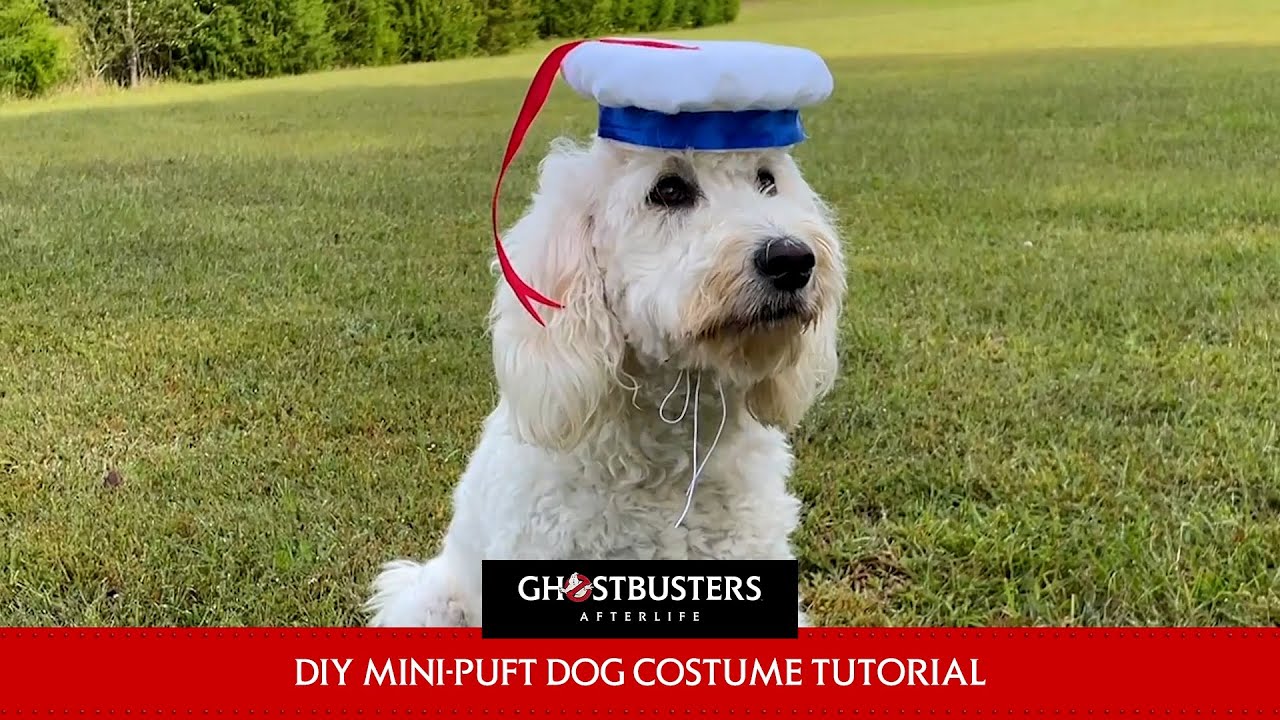 GHOSTBUSTERS AFTERLIFE MiniPuft Halloween Dog Costume YouTube