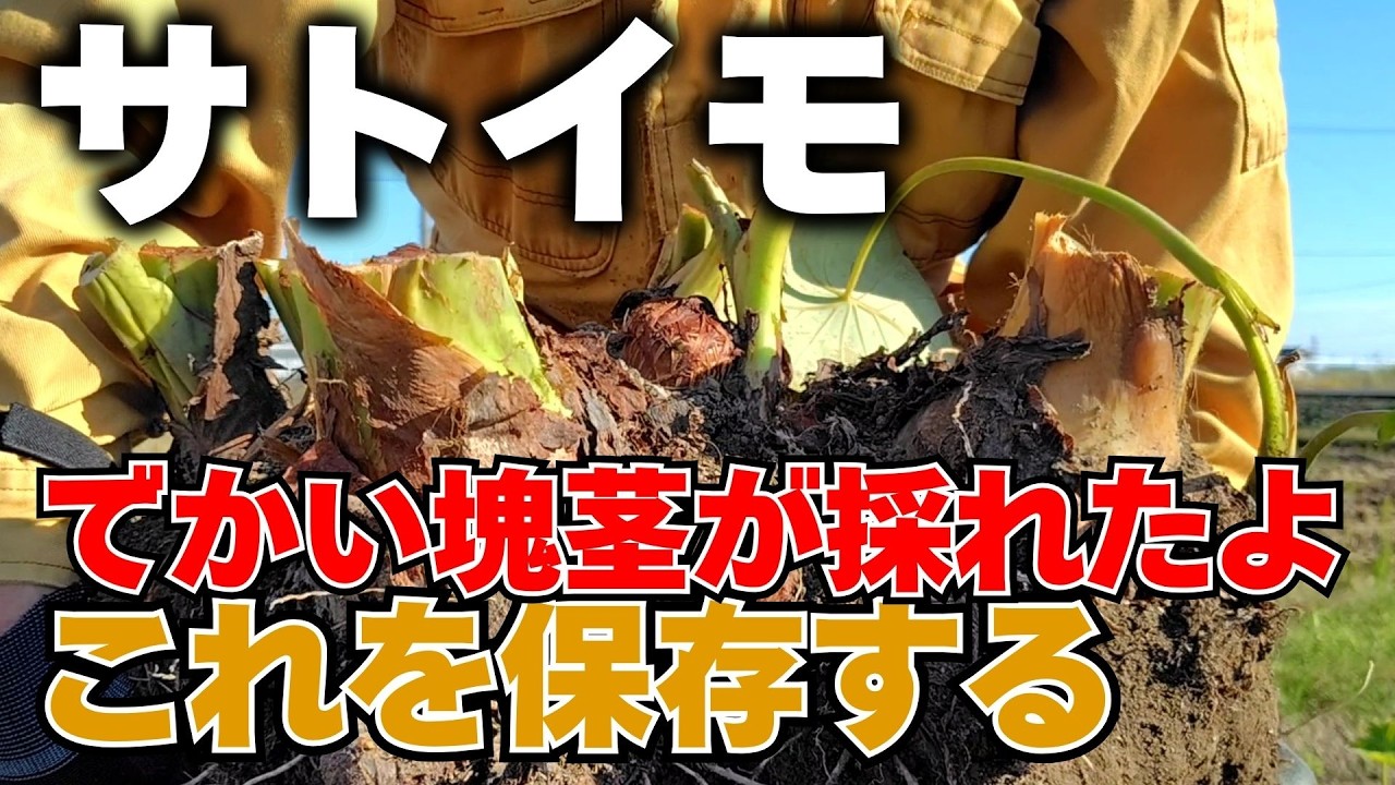 真夏の2か月間毎日のように潅水したサトイモで大きなイモが収穫できました