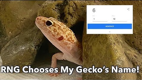 Letting A Random Number Generator Name My Leopard Gecko
