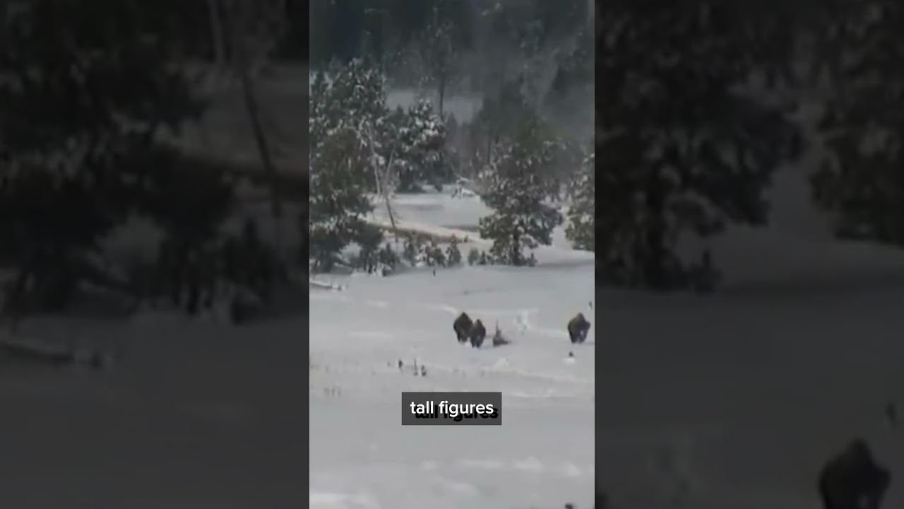 Yellowstone Bigfoot 2014 #bigfoot #cryptids #viral #shorts #bigfootisreal #yellowstone